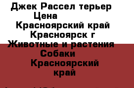 Джек Рассел терьер › Цена ­ 15 000 - Красноярский край, Красноярск г. Животные и растения » Собаки   . Красноярский край